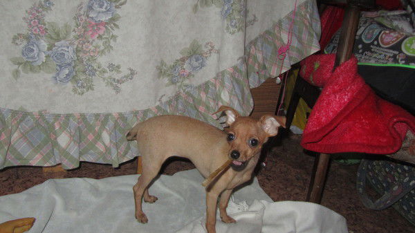 Виолетта Швериге