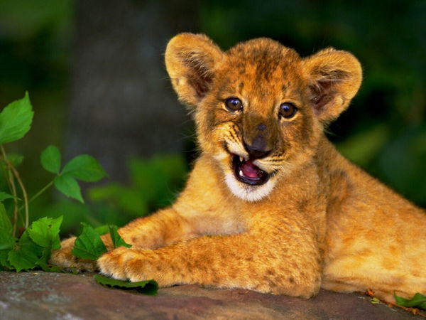 Анна Власова