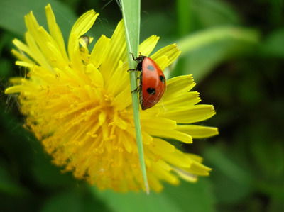 Надежда Галкина