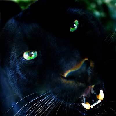 Ксения Вилкова