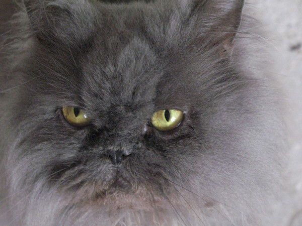 Томас Томас