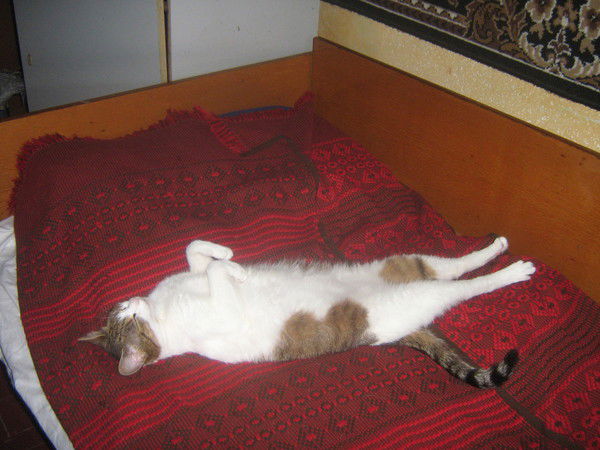 Елена Плотникова