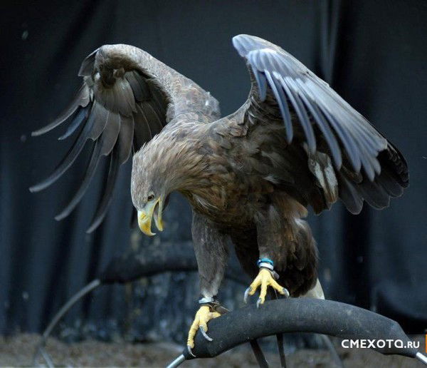 Юрий Кузнецов