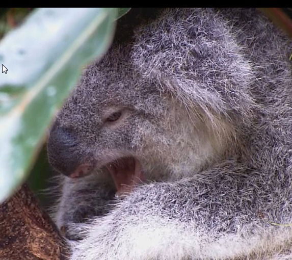 Юрий Задунайский