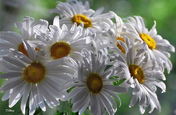 Светлана Елисейкина