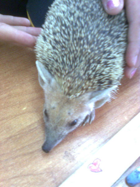 Елена Ахметова