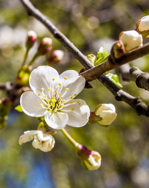Александр Мельников