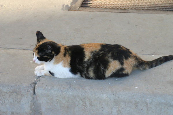 Сокова Элзята