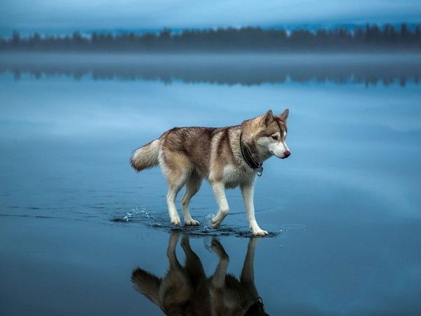 Александр Трошкин