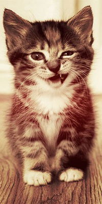 Леша Черный