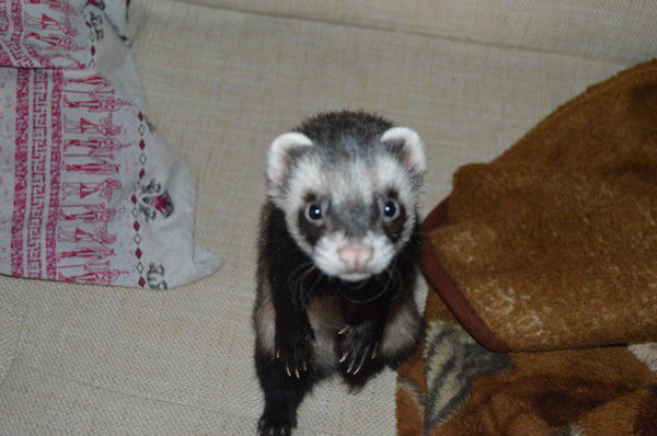 Янушка Коцерева