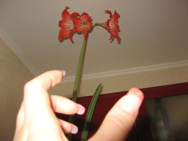 Екатерина Александровская