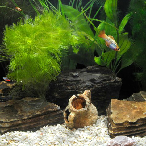 Катя Гуцько