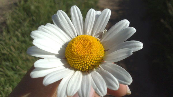 Михаил Карасёв