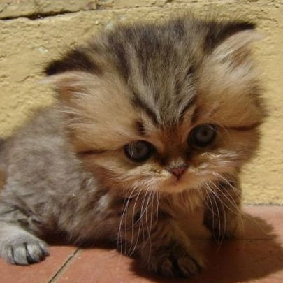 Влад Андреев