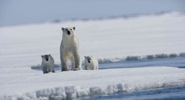 Василь Петрович