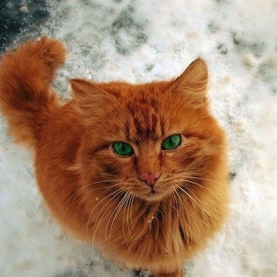 Матвей Васильев