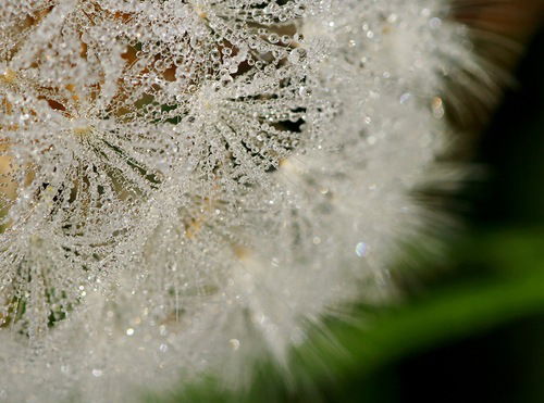 Елена Готфрид