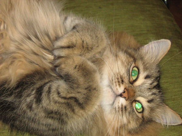 Оксана Паченцева