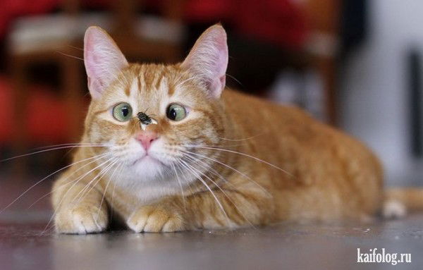 ░▒▓█ ₭Ø╦Ų₭ █▓▒░ Твой