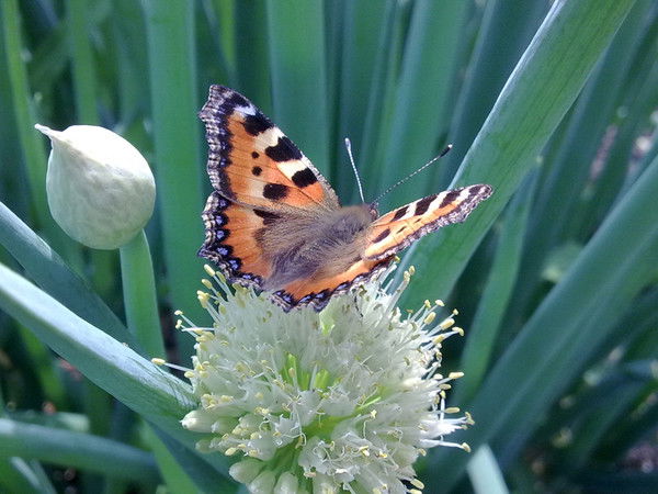 Айгуль Бурганова
