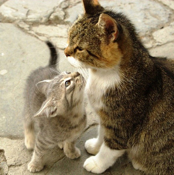 Виктор Пепеляев