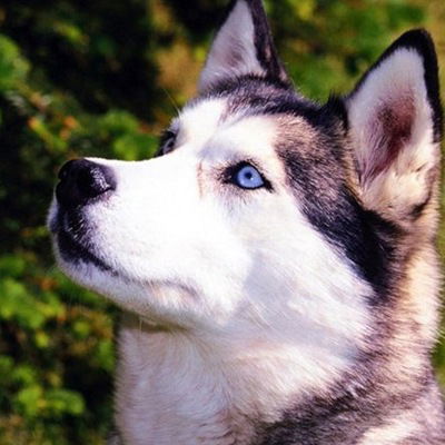 Ярослав Терещенко