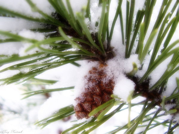 Василь Дуньчак