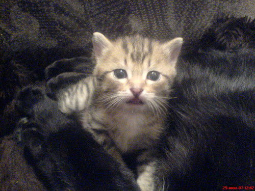 Алексей Цыганцев