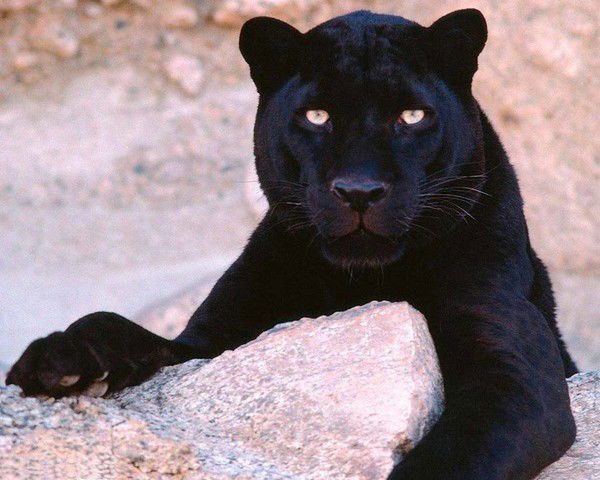 Гульшат Аблаева(Газина)