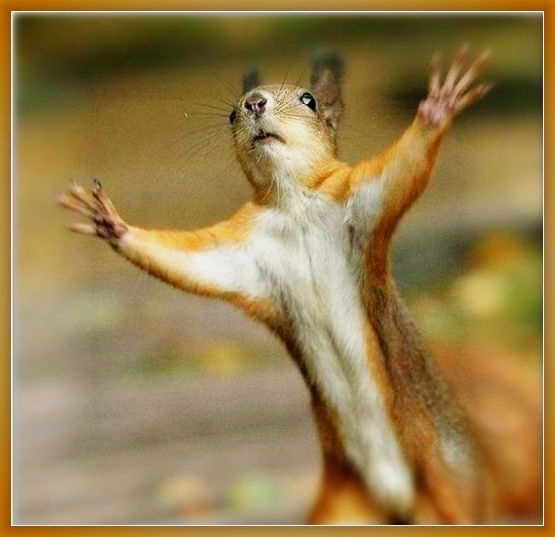 Владимир Кононенко