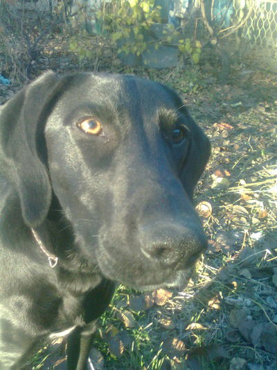 Дима Сафронов