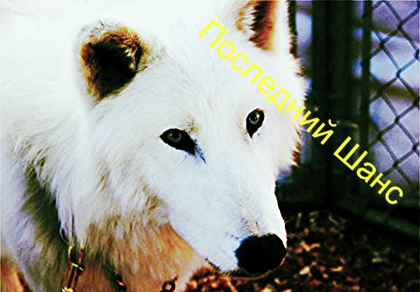 Последний Шанс