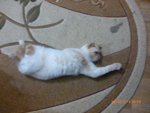 Илья Шевцов