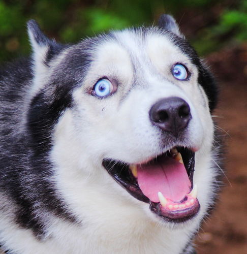 Михаил Михалко