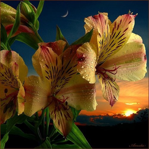 Алена Липитенко