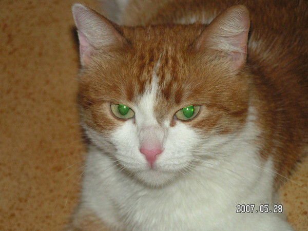 Светлана Туманова