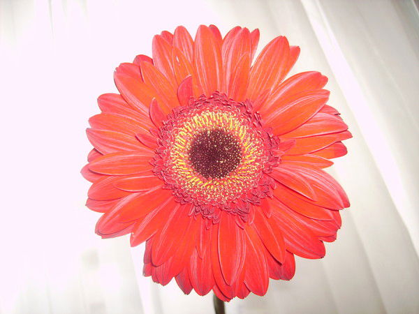 Пономарёва Анна