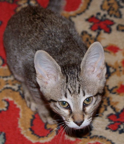 Рамазан Вагидов