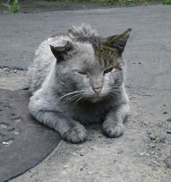 Роман Морус