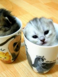 Татьяна Павлова