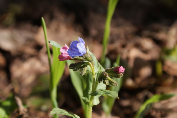 Вероника Семенова