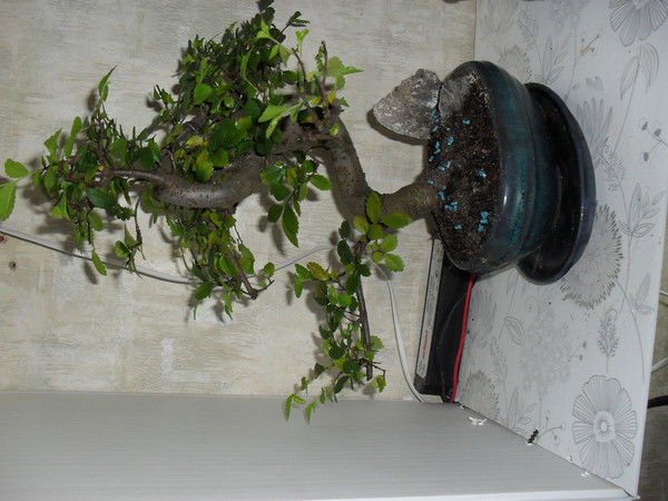 Анна Ладыгина