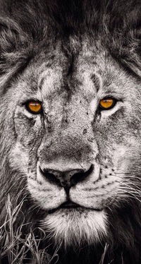 Валера Албегов