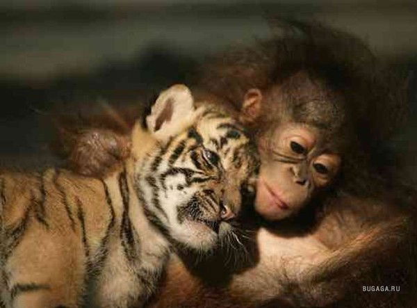 Юлия Харитонова