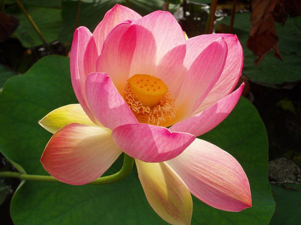 Ирина Пащенко