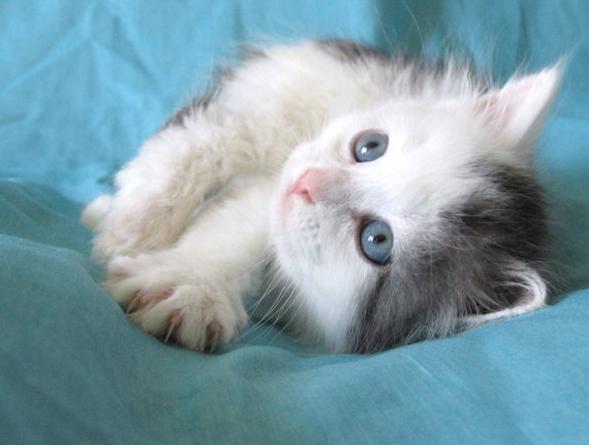 Ирада Ашурова