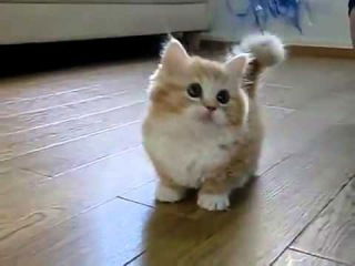 Няшный Котик