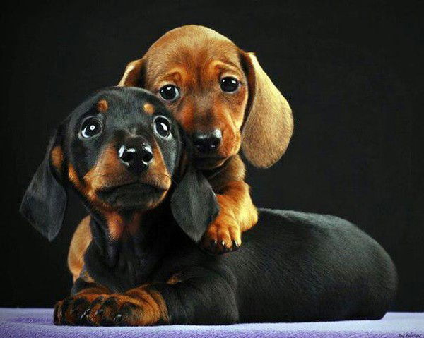 Ольга Фицай