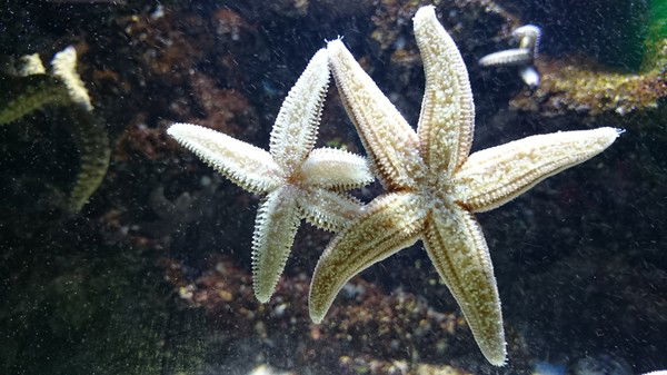 Галина Климова